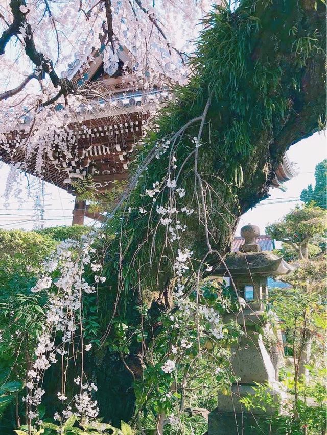 圓明寺の枝垂れ桜