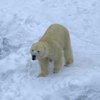 札幌　円山動物園・寿司トリトン・夜パフェ・札幌ラーン