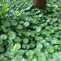 The secret garden in One Utama mall