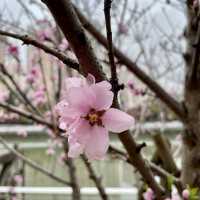 【上海・蘇州河畔】桜を見ながら散歩はいかが