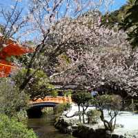 上賀茂神社の桜は五分咲きで華やかだった。