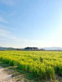 4월 경주가면 만날 수 있는 💚분황사 청보리밭💚