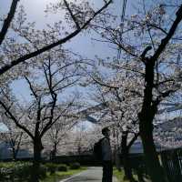 Kema Sakuranomiya park in spring