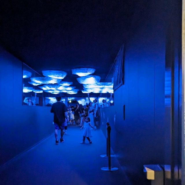 【巨大水槽を浅瀬から深層まで眺める】水族館