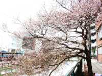 Cherry blossom at nara bridge,Nagoya