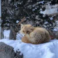北海道北見🦊近距離親親狐狸牧場