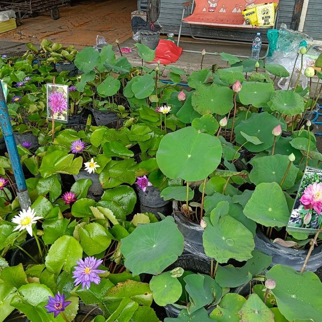 เดินตลาดต้นไม้ ตลาดนัดสวนจตุจักร