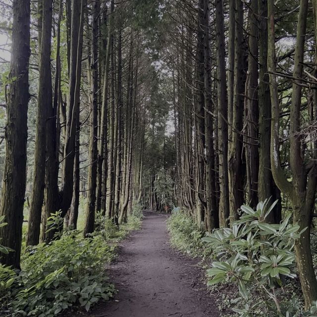 제주 푸릇한 숲에서 감성여행하기 🌳 안돌오름 비밀의숲