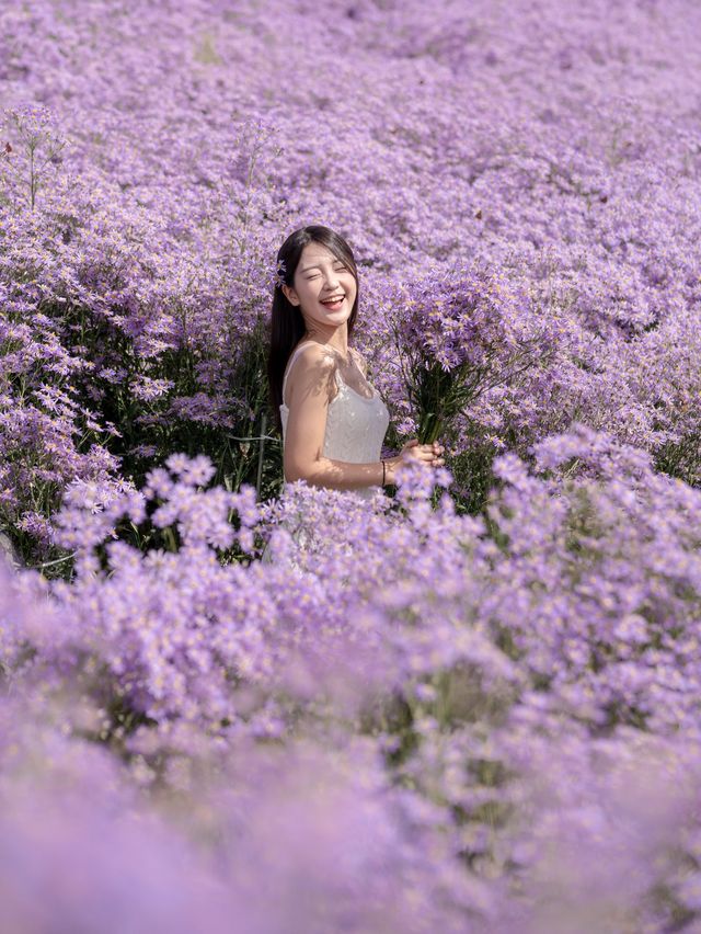 보라보라한 개미취꽃으로 가득찬 봉천사