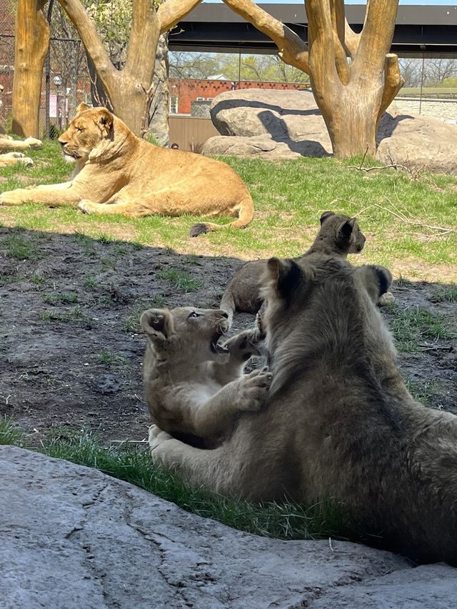 Lincoln Park Zoo 🦍✨