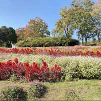 《福岡》四季折々の草花が楽しめるオススメSPOT🌼