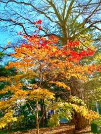 北海道　北海道観光　錦秋の札幌　札幌円山公園の紅葉が見頃！