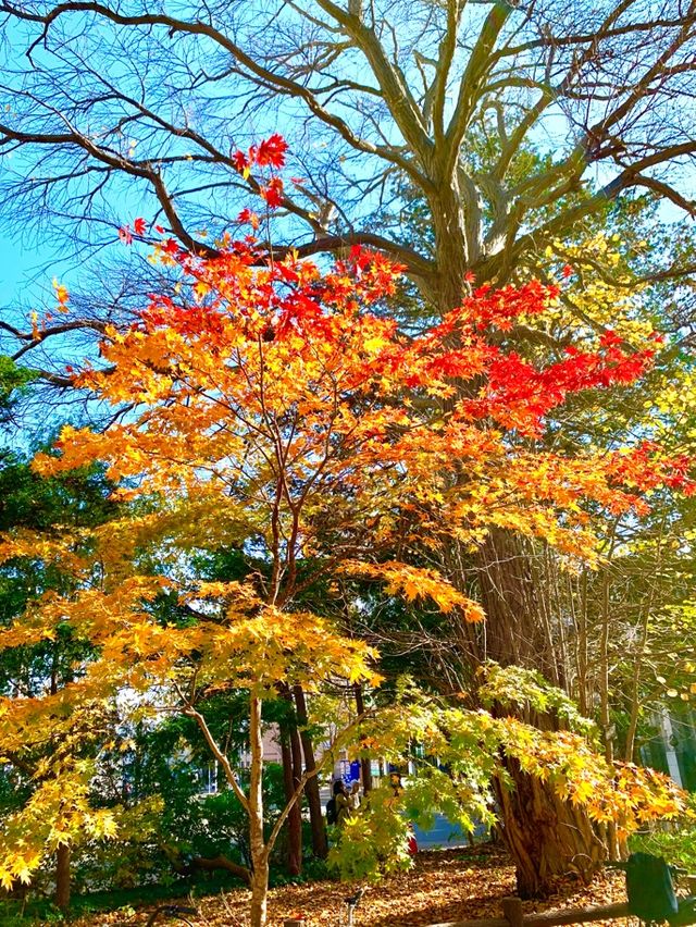 北海道　北海道観光　錦秋の札幌　札幌円山公園の紅葉が見頃！