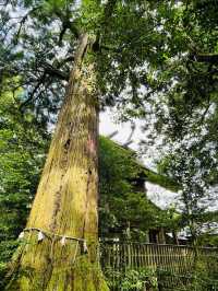 【島根県/須佐神社】2023年行ってよかった！島根県の神社⑨