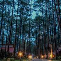 สวนป่าดอยบ่อหลวง