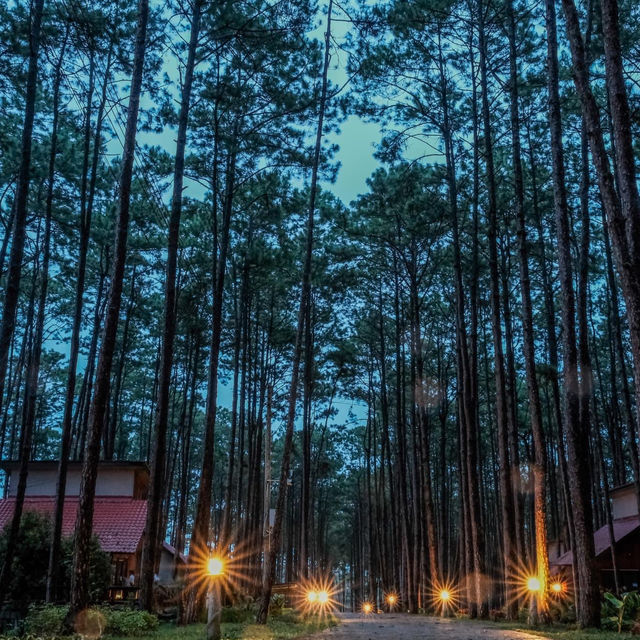 สวนป่าดอยบ่อหลวง