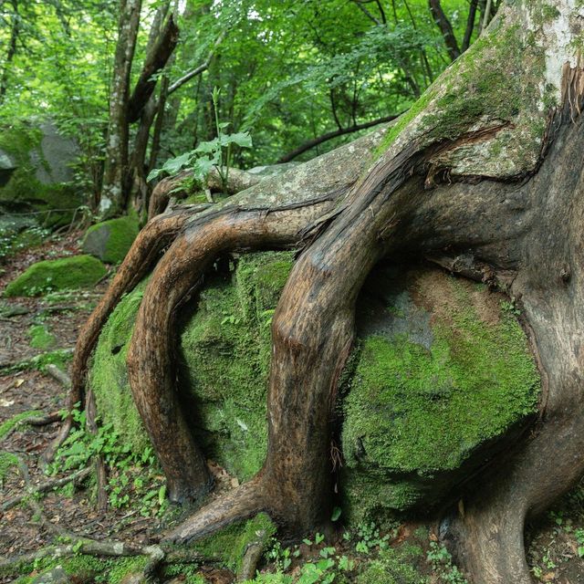 【大分】ジブリの世界観⁈男池湧水群
