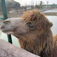 湖南漢壽野生動物世界