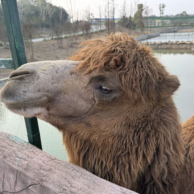 湖南漢壽野生動物世界