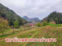 หนาวนี้ ไปชมซากุระ ให้โลกเป็นสีชมพู 🌲🌲