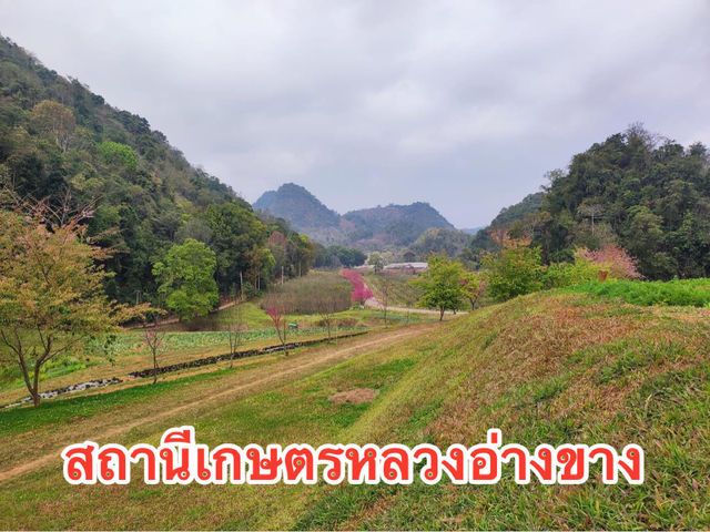หนาวนี้ ไปชมซากุระ ให้โลกเป็นสีชมพู 🌲🌲