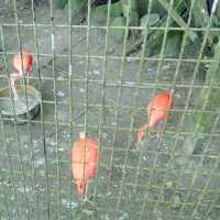 Visiting Taiping Zoo Animals 