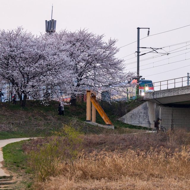 Jochiwon Cherry Blossom Road (조천)