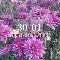 ชี้เป้าจุดถ่ายรูปฟรี!! สวนเบญจมาศชมพูกว้าง ใกล้กทม