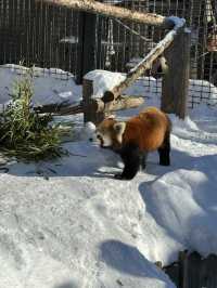 【北海道旅遊】旭山動物園企鵝仔巡遊，join day tour省心