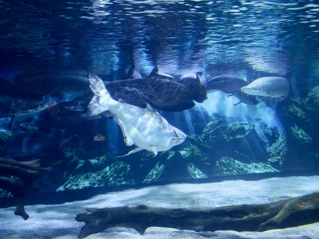 COEX Aquarium 🪸