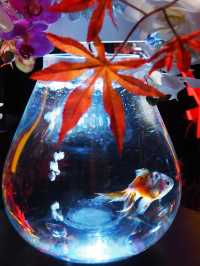 【東京(銀座)】季節ごとに楽しめて、この冬に行きたい！金魚のアートアクアリウム