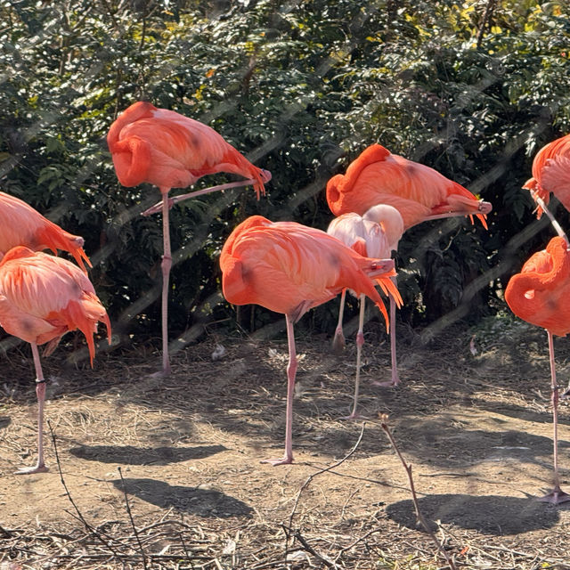 親子之選～東山動植物園 