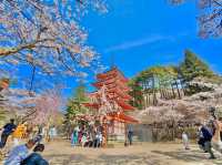 Arakurayama Sengen Park 