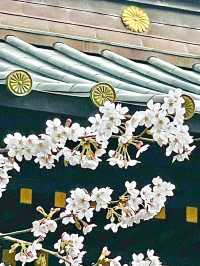 【玉前神社/千葉県】黒塗り社殿と桜の共演