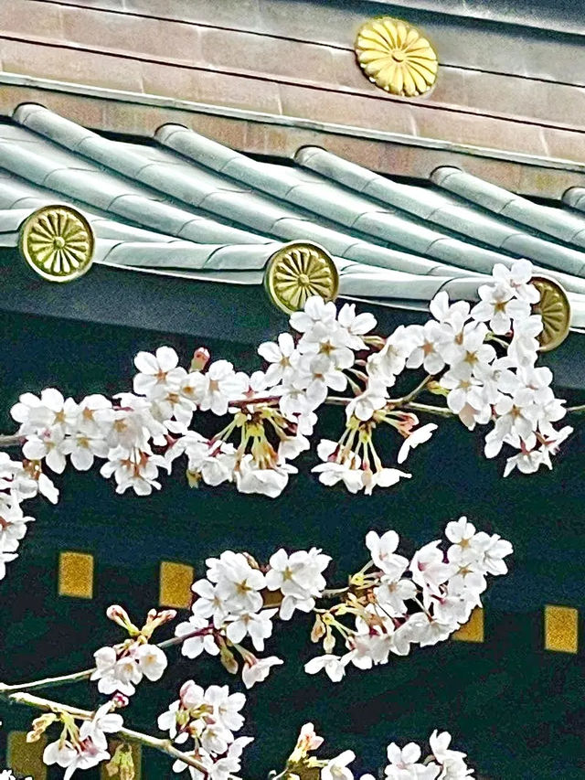 【玉前神社/千葉県】黒塗り社殿と桜の共演
