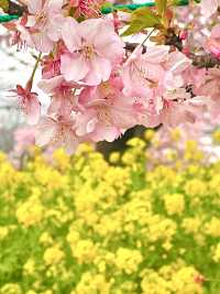 【河津桜まつり/静岡県】河津桜見るなら河津町へ