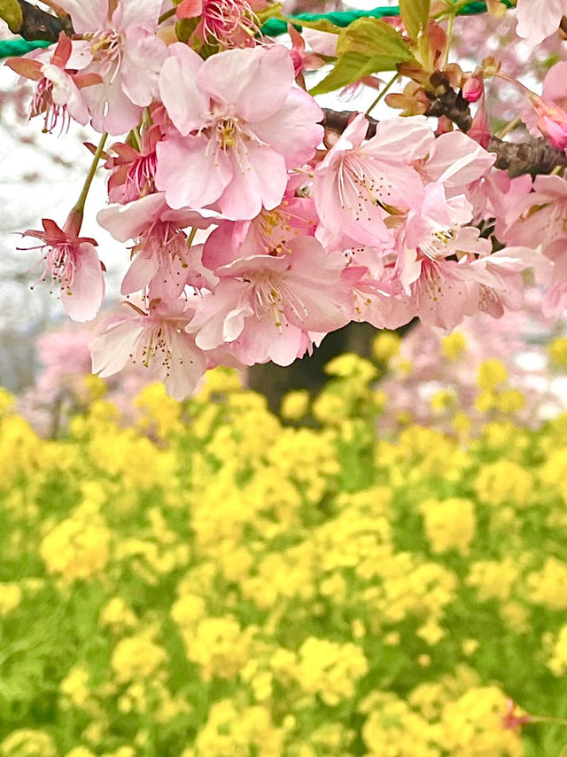 【河津桜まつり/静岡県】河津桜見るなら河津町へ