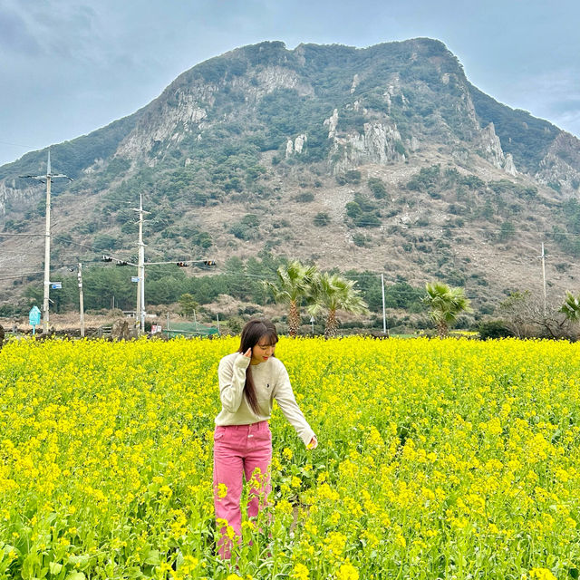 제주도 서귀포 산방산 유채꽃 🌼