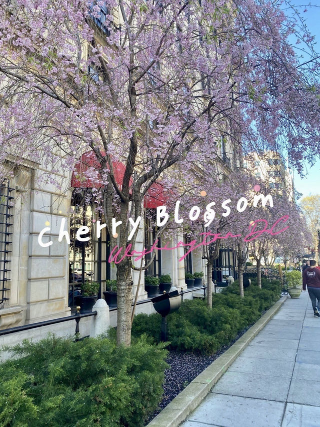 Blossom Bliss: Washington D.C.'s Tidal