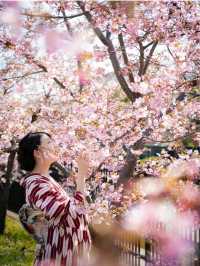 京都で1番最初に咲く桜🌸京都伏見『淀水路の河津桜』