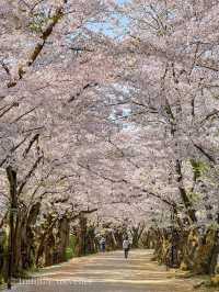 圧巻の桜絶景が盛りだくさん！弘前公園