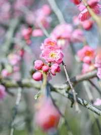  【三重】一度は見たい春の絶景！展望台から見渡せる梅🌸 