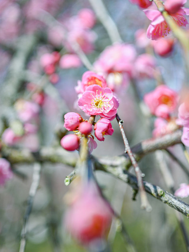  【三重】一度は見たい春の絶景！展望台から見渡せる梅🌸 