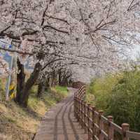 벚꽃 명소 섬진강 벚꽃길