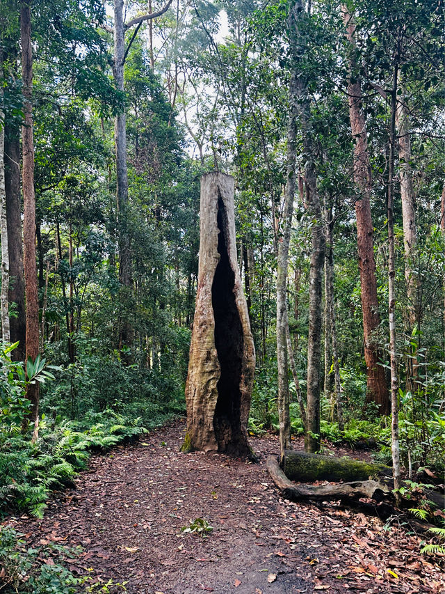 Beautiful Rainforest in Queensland, Aus 🇦🇺