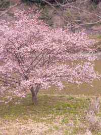 千葉の河津桜🌸佐久間ダム湖