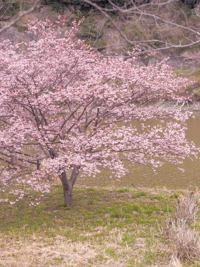 千葉の河津桜🌸佐久間ダム湖