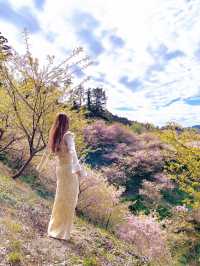 千葉の河津桜🌸佐久間ダム湖