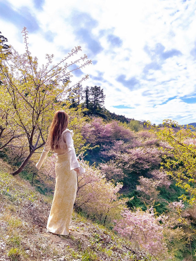 千葉の河津桜🌸佐久間ダム湖