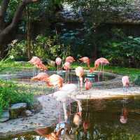 【金澤動物園】可愛動物表演，充實又開心的遊覽體驗！